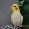 鹉林鹦雄