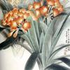 君子兰 kaffir lily  拒私聊
