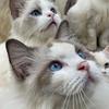 猫可可