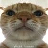 猫咪小镇