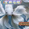 金鳞福鲤