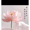 净莲居士