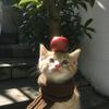璐咔专营店专用号