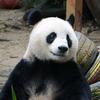 🌈梦惊鸿🐼