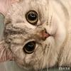 小飞猫数据