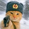 偷瓜猹