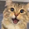 小金猫meme