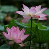 莲花🌸