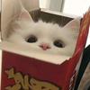 一盒小曲齐.
