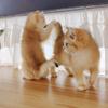 小苹果