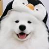 青柠说剧