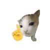 猫meme素材