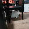 老张美食记