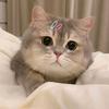 猫猫大王（城市理享猫砂版）