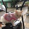 海哥悦听