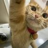 瓦拉西瓦meme猫