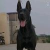 小张养狼犬（专注黑狼莱州红）