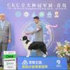 兔🐰皇家，冠能，心粮🏆cku犬舍边牧