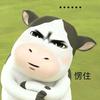 西瓜情报局