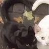 辩儿猫猫