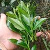 鑫發家红茶