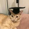 聪明绝顶硕士喵🐈