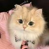 桂芳