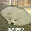 木安