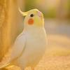 @猪猪的小丑叽🦜