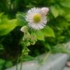 菜小马哥