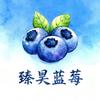 丹东臻昊蓝莓