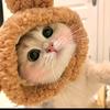 伊斯坦布尔的猫