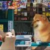 cheems狗子日记