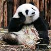 瑞宝爱熊猫