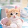 小猫搞笑视频