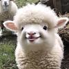 🐏了个羊