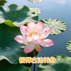 倪师古法养身