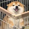 墨翠青竹