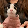 奶油卷儿