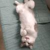 小猴视频解说