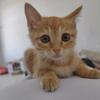 猎奇学社
