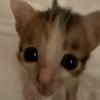猪猪侠猫meme～