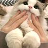御猫萌新（主页咨询猫咪）