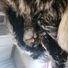 猫头琴房