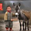 农村放驴娃