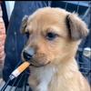 我是夹子