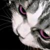 Sao Cat.（骚猫）