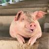 安飞－曼曼聊养猪