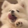 狗卷棘