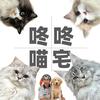 咚咚的喵宅